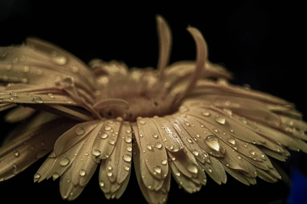 Mooi Botanisch Schot Natuurlijk Behang — Stockfoto