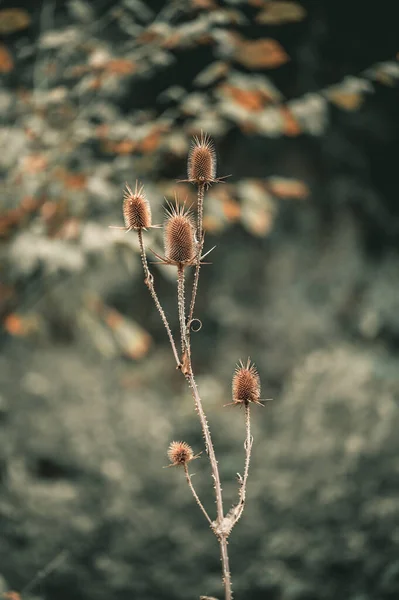 Fleurs Sèches Dans Jardin — Photo