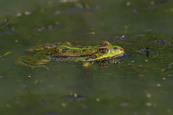 Žába Vodě — Stock fotografie