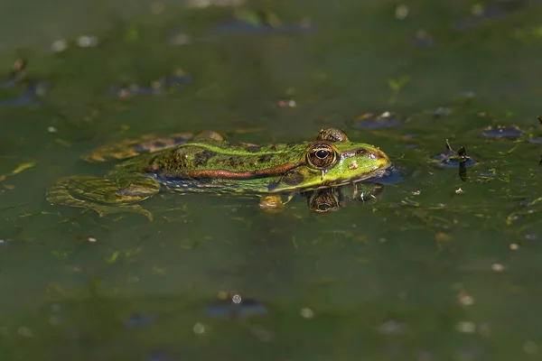 Grenouille Dans Eau — Photo