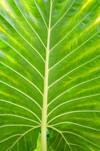 Grüne Blätter Hintergrund Tropisches Blatt — Stockfoto