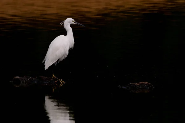 Aigrette Blanche Dans Eau — Photo