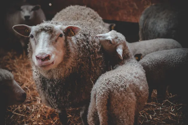 Schafe Auf Dem Hof Hintergrund Nahaufnahme — Stockfoto