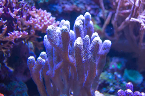 Prachtige Onderwaterwereld Van Tropische Zee — Stockfoto