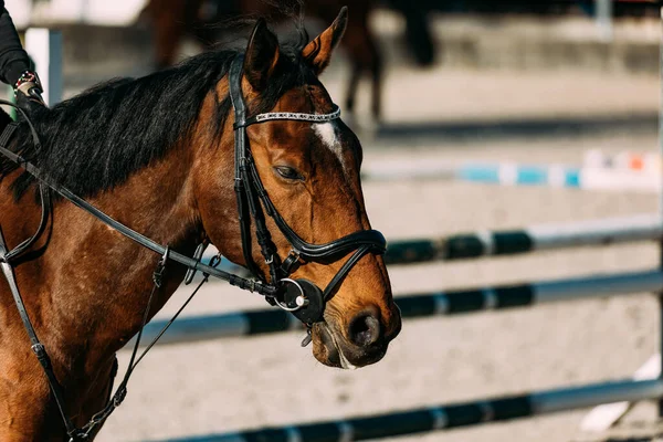 Drezurní Kůň Ohradě — Stock fotografie