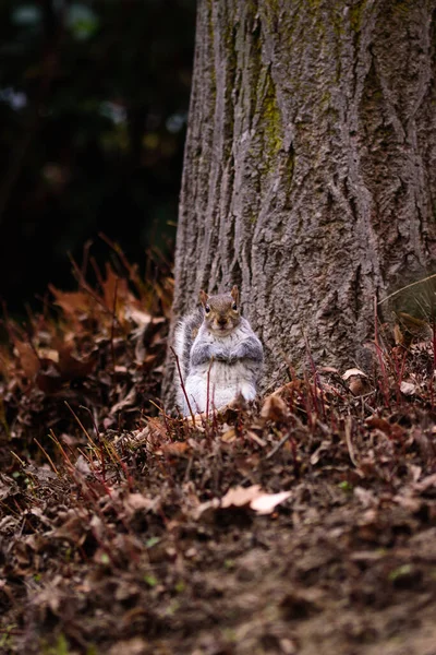 Gros Plan Écureuil Mignon Dans Forêt — Photo