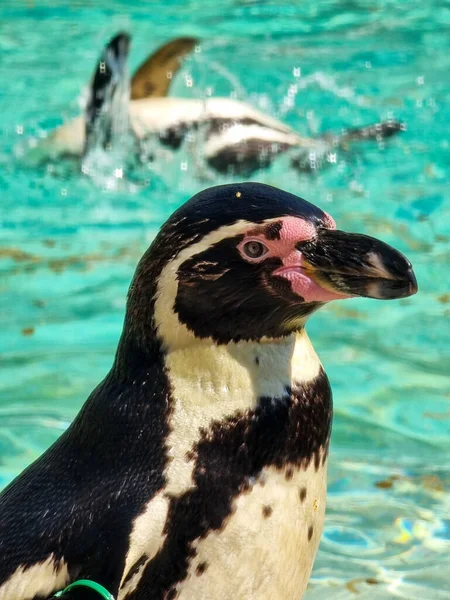 Крупним Планом Знімок Пінгвіна Морі — стокове фото