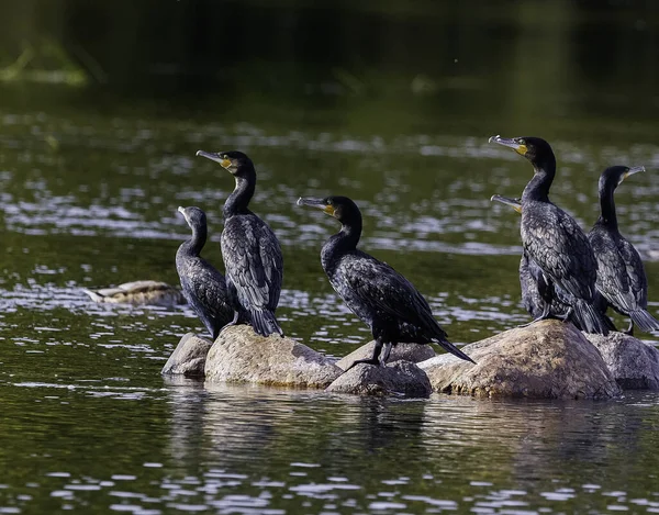 Dos Patos Agua — Foto de Stock