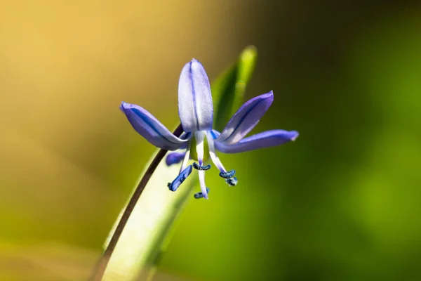 Красива Квітка Саду — стокове фото