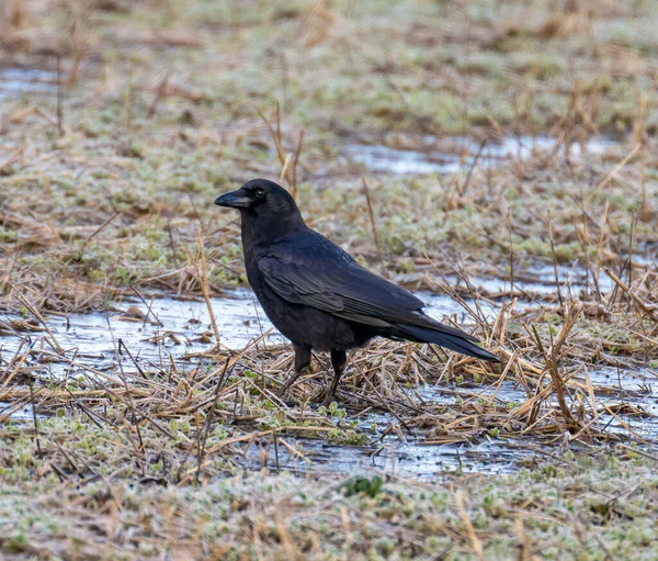 Schwarze Krähe Auf Dem Boden — Stockfoto