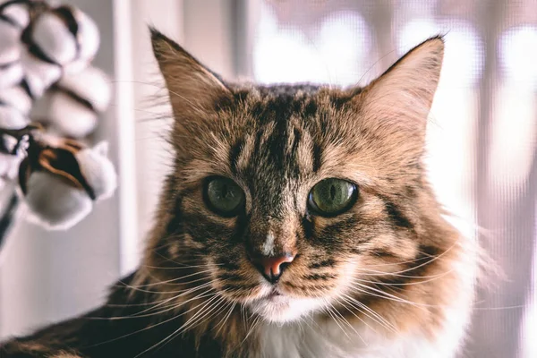 Mignon Chat Gris Tabby Avec Des Yeux Bleus Sur Fond — Photo