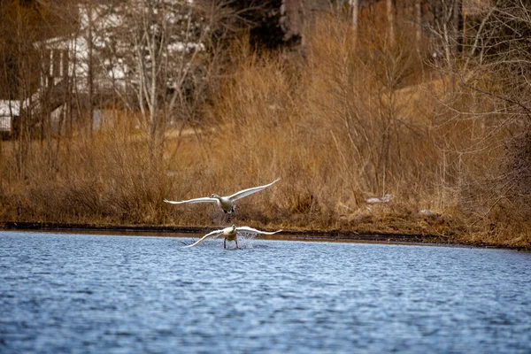 Beautiful Shot White Bird Water — Stock Photo, Image