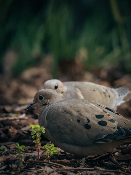 Een Close Shot Van Een Schattige Vogel — Stockfoto