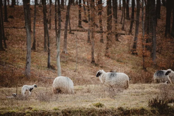 Owce Pasące Się Łące Górach — Zdjęcie stockowe