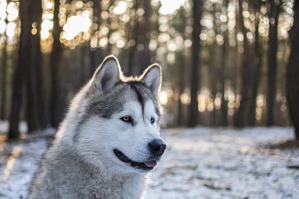 Siberische Husky Hond Het Bos — Stockfoto