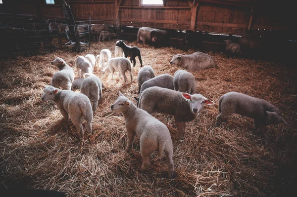 Ένα Κοπάδι Πρόβατα Στην Εκμετάλλευση — Φωτογραφία Αρχείου