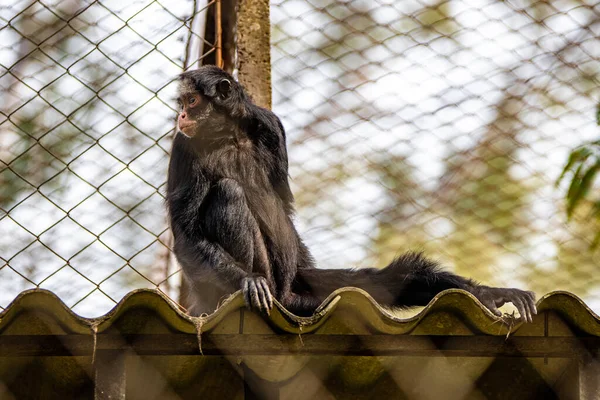 Nahaufnahme Eines Niedlichen Affen Der Auf Einem Zaun Sitzt — Stockfoto