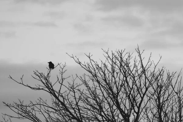 Corbeau Noir Blanc Dans Forêt — Photo