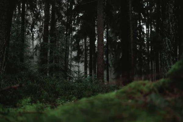 Foresta Nella Nebbia — Foto Stock