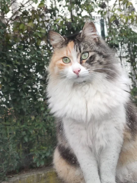 Portrait Cute Cat — Stock Photo, Image