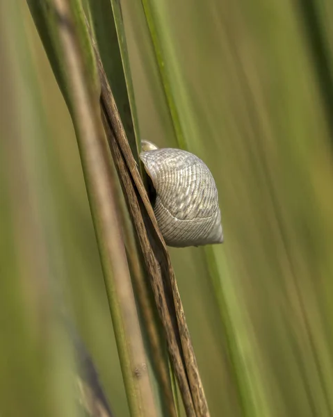 Close Green Shell — Stock Photo, Image