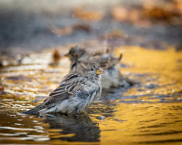 Pták Sedí Říční Vodě — Stock fotografie