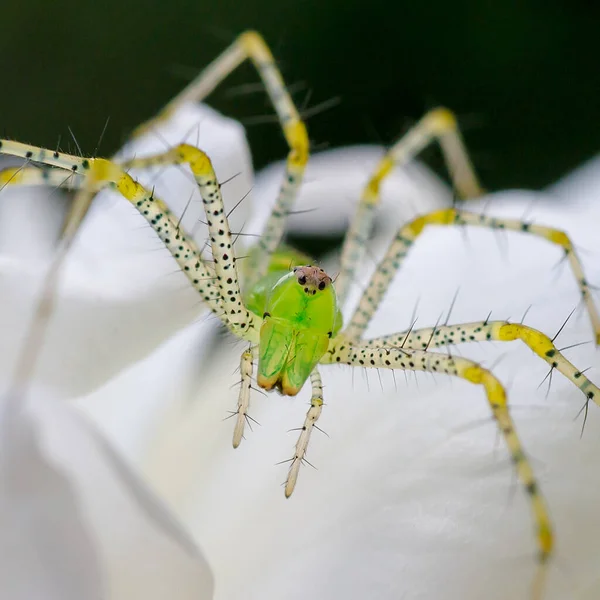 蜘蛛在野生自然的特写 — 图库照片
