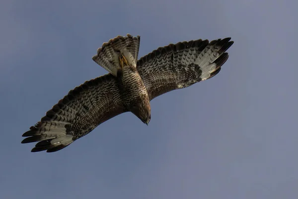 Fågel Som Flyger Skyn — Stockfoto