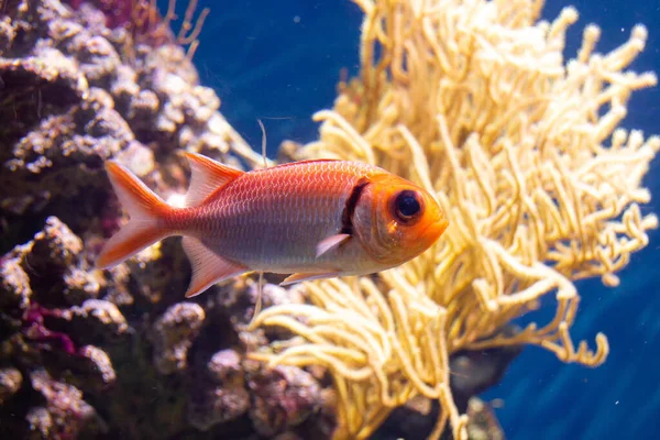 Красивий Підводний Світ Тропічна Риба — стокове фото