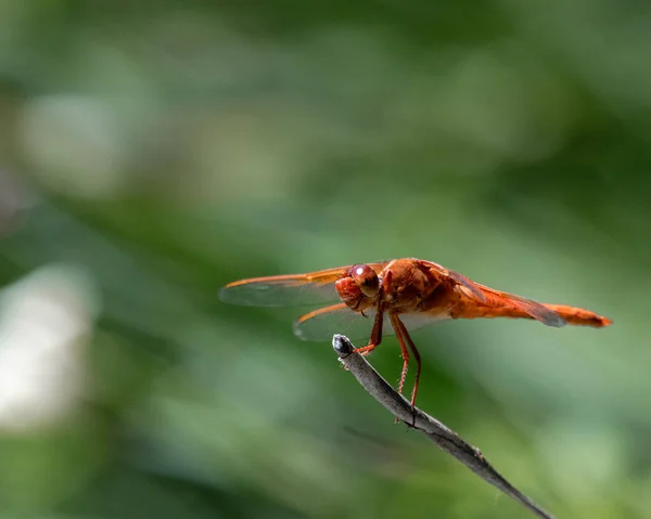 Close Dragonfly Green Leaf — стоковое фото