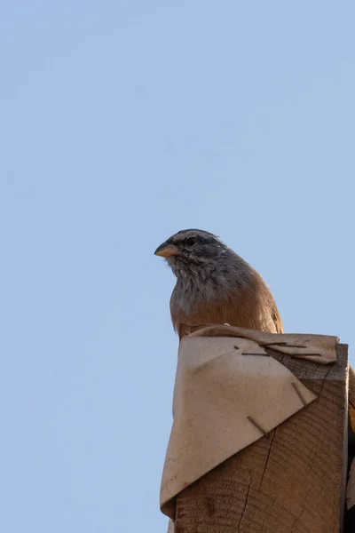 Bird Roof Barn — Stock Photo, Image