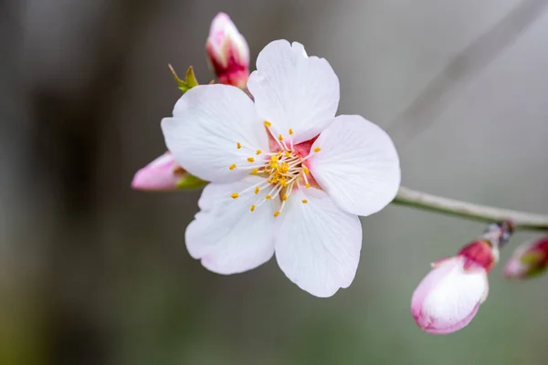 Mooie Bloemen Groeien Tuin — Stockfoto