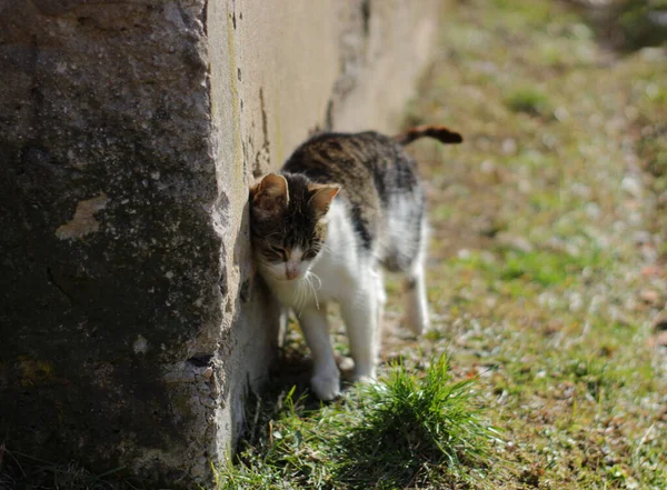 Gato Rua — Fotografia de Stock