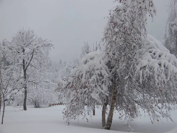 Winterlandschaft Mit Schneebedeckten Bäumen — Stockfoto