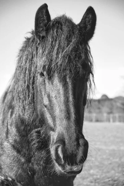 Black White Photo Beautiful Icelandic Horse — Stock Photo, Image