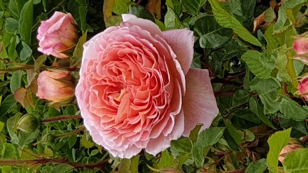 Красивая Розовая Роза Саду — стоковое фото