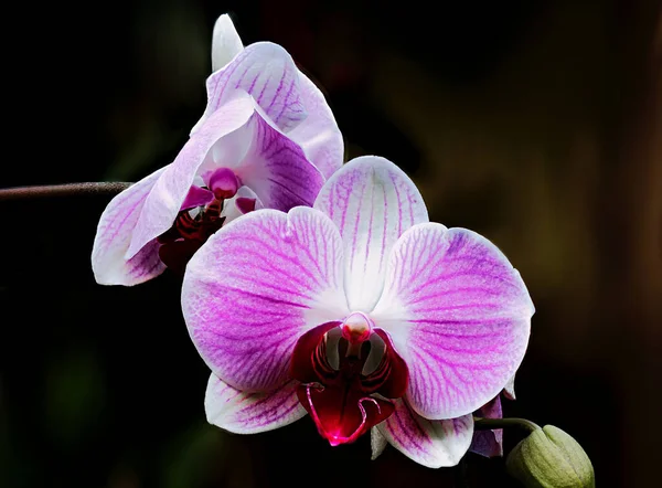 Bela Flor Orquídea Jardim — Fotografia de Stock