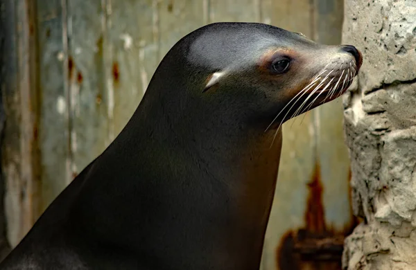 Close Van Een Jonge Zeehond — Stockfoto