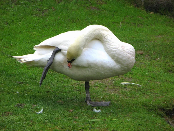 Cisne Blanco Hierba —  Fotos de Stock