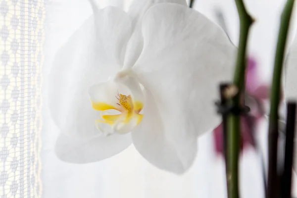 White Orchid Flowers Light Background — Stock Photo, Image