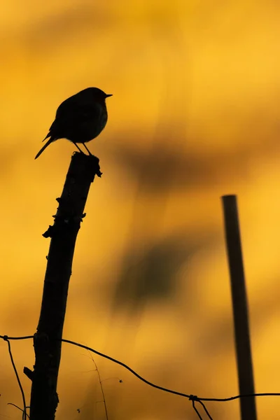 Schöne Aufnahme Eines Vogels Natürlichem Lebensraum — Stockfoto