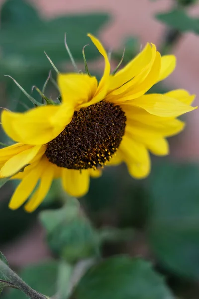 Beau Tournesol Dans Jardin — Photo