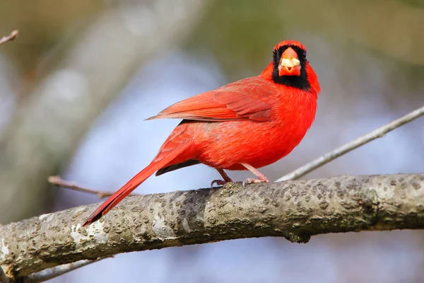 Рыжий Зимородок Сидящий Ветке — стоковое фото