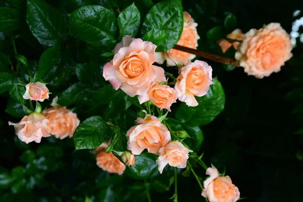 Belles Roses Dans Jardin — Photo