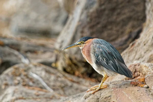 Schöne Aufnahme Eines Vogels Natürlichem Lebensraum — Stockfoto