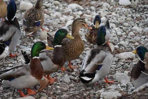 Groep Eenden Sneeuw — Stockfoto