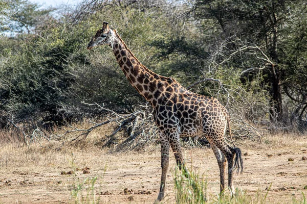 Jirafa Sabana Kenya — Foto de Stock