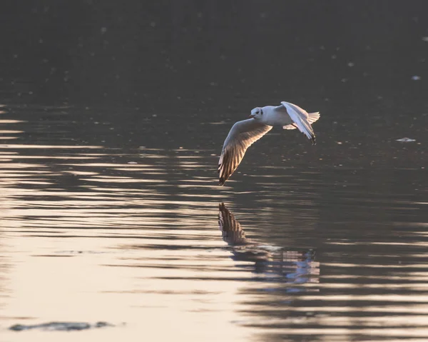 Gabbiano Che Vola Sopra Acqua — Foto Stock