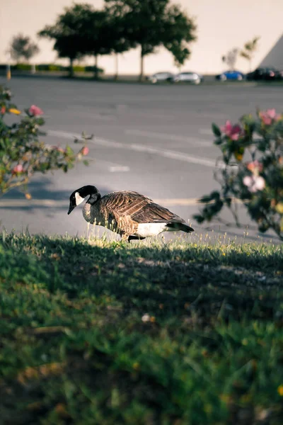 Egy Madár Parkban — Stock Fotó