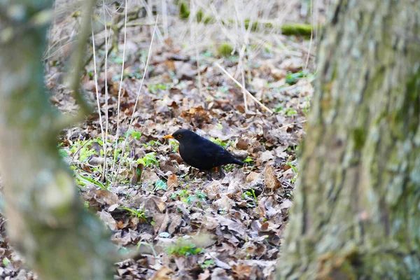 Bel Colpo Uccello Habitat Naturale — Foto Stock